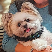 Milly joined the competition — help win amazing prizes! dog, pet, fluffy, white_dog, collar, tongue_out, person, arm, blue_shirt, indoor, cuddle, happy, fur, closeup, chevron_pattern, watch, hand, smiling, cute, companion