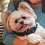 dog, pet, fluffy, white_dog, collar, tongue_out, person, arm, blue_shirt, indoor, cuddle, happy, fur, closeup, chevron_pattern, watch, hand, smiling, cute, companion
