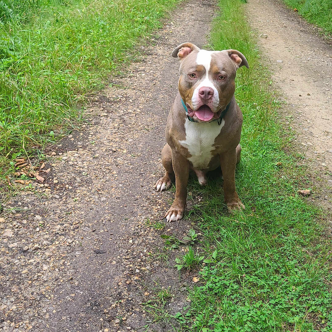 Arrow a rejoint le concours — aidez-le/la à gagner de superbes lots ! animal, canine, collar, daylight, dog, ears, forest, grass, greenery, happy, leaves, nature, outdoor, path, pet, sitting, summer, tongue, trail, tree