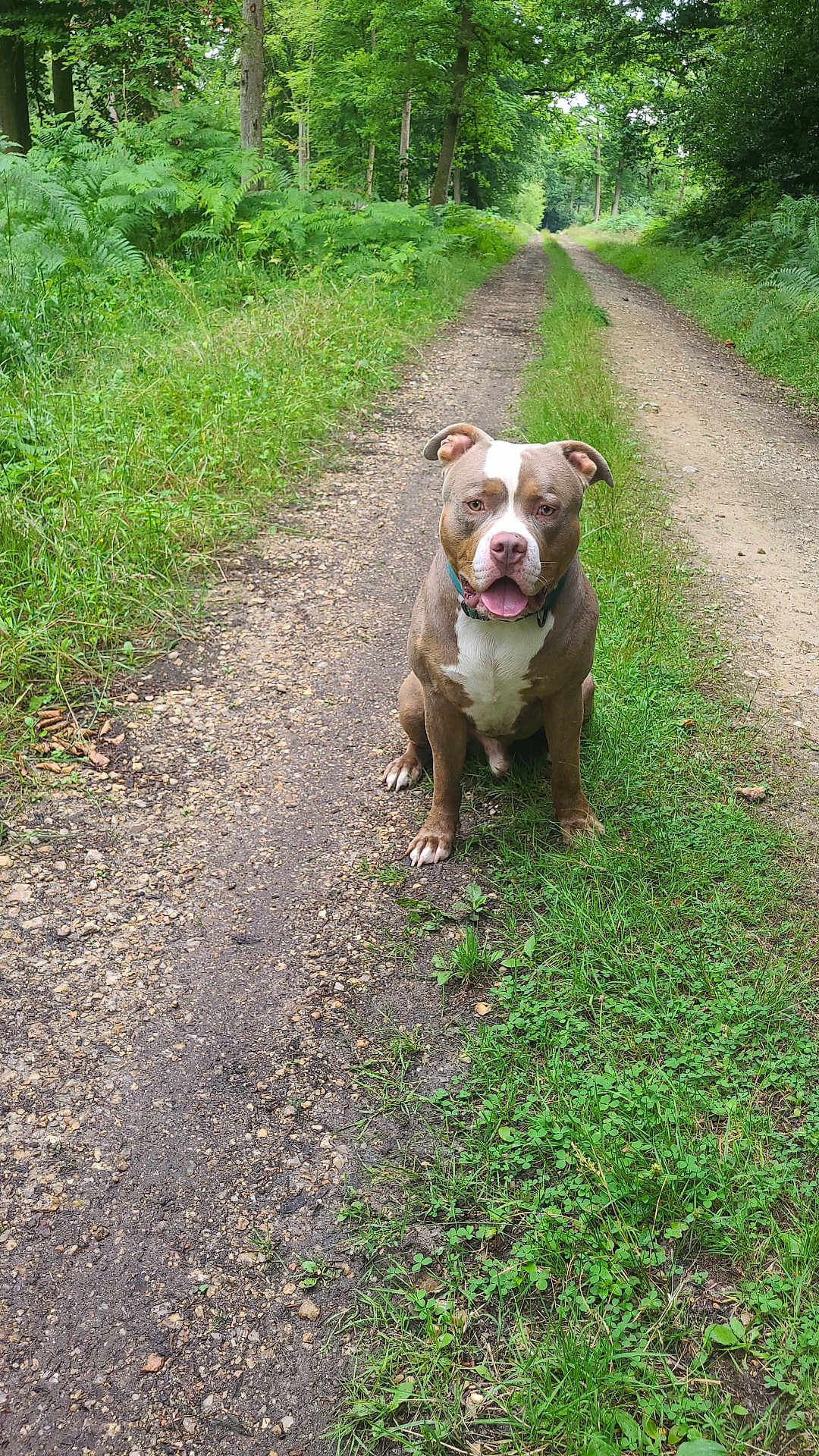 Arrow a rejoint le concours — aidez-le/la à gagner de superbes lots ! dog, animal, pet, outdoor, forest, trail, greenery, grass, nature, path, canine, happy, sitting, ears, tongue, collar, summer, daylight, tree, leaves