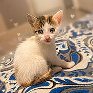 Cybèle participe au concours pour gagner de l'argent avec cette photo : cat, kitten, pet, animal, cute, blanket, patterned_blanket, fur, green_eyes, portrait, indoor, bokeh, heart_overlays, sitting, tail, paw, small, young, looking_at_camera, soft_lighting