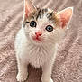 Cybèle a rejoint le concours — aidez-le/la à gagner de superbes lots ! kitten, cat, pet, animal, whiskers, blue_eyes, pink_nose, white_fur, tabby_markings, ears, paws, blanket, soft_texture, close_up, portrait, adorable, curious, indoor, sitting, looking_up