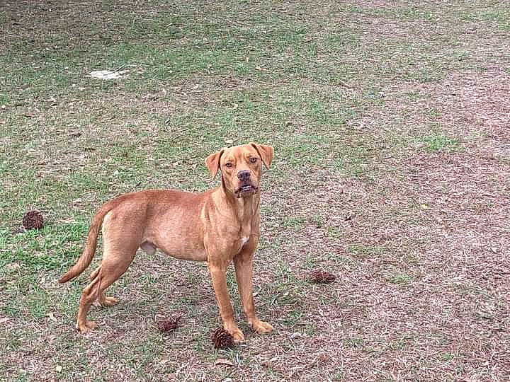 Chaos is registered to the contest to win money with this photo: carnivore, collar, companion_dog, dog, dog_breed, dog_collar, dog_supply, fawn, grass, guard_dog, gun_dog, hound, hunting_dog, liver, soil, sporting_group, tail, terrestrial_animal, working_animal, working_dog