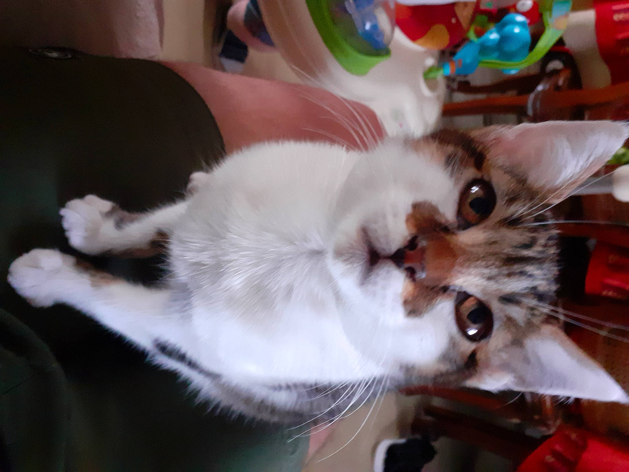 Buffy a rejoint le concours — aidez-le/la à gagner de superbes lots ! aegean_cat, american_curl, american_wirehair, asian, burmilla, carnivore, cat, domestic_long_haired_cat, ear, felidae, fur, kitten, mammal, ragamuffin, singapura, small_to_medium_sized_cats, turkish_van, whiskers