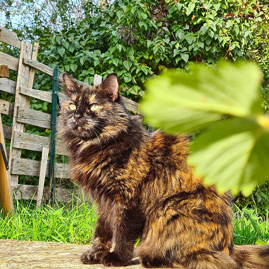 Shadow a rejoint le concours — aidez-le/la à gagner de superbes lots ! animal, cat, closeup, daylight, domestic_cat, fence, fluffy, fur, garden, grass, greenery, leaf, nature, outdoor, peaceful, pet, sitting, stone_surface, sunlight, tortoiseshell_cat