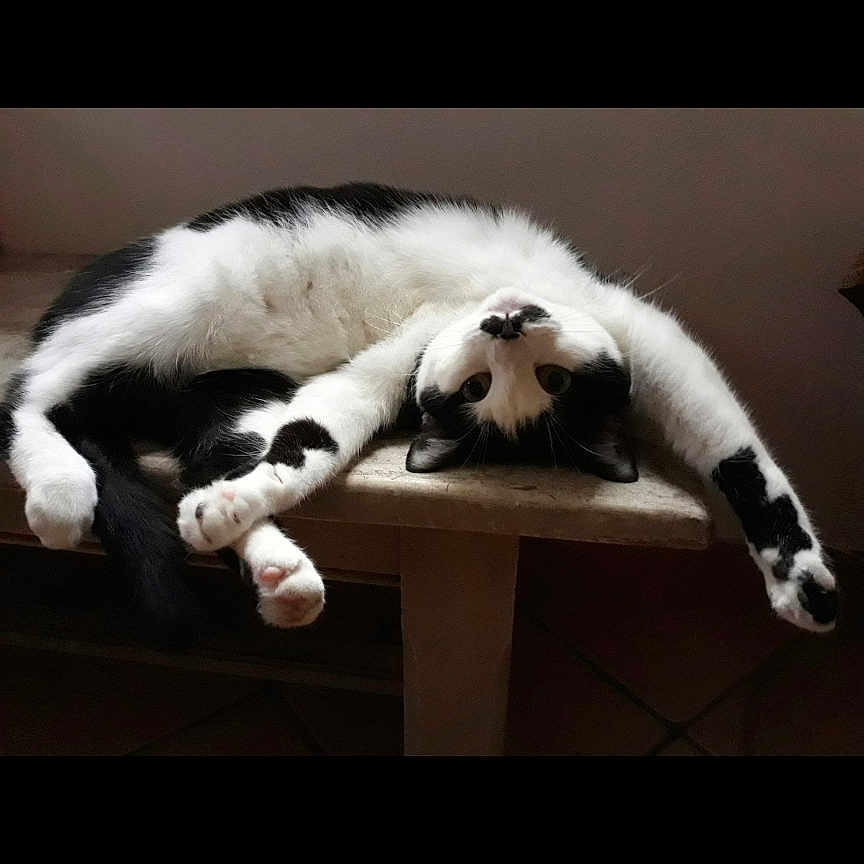 Chapeline a rejoint le concours — aidez-le/la à gagner de superbes lots ! animal, bench, black_and_white, cat, cozy, curious, cute, feline, fur, house, indoor, looking, mammal, paws, pet, playful, relaxed, resting, stretching, whiskers