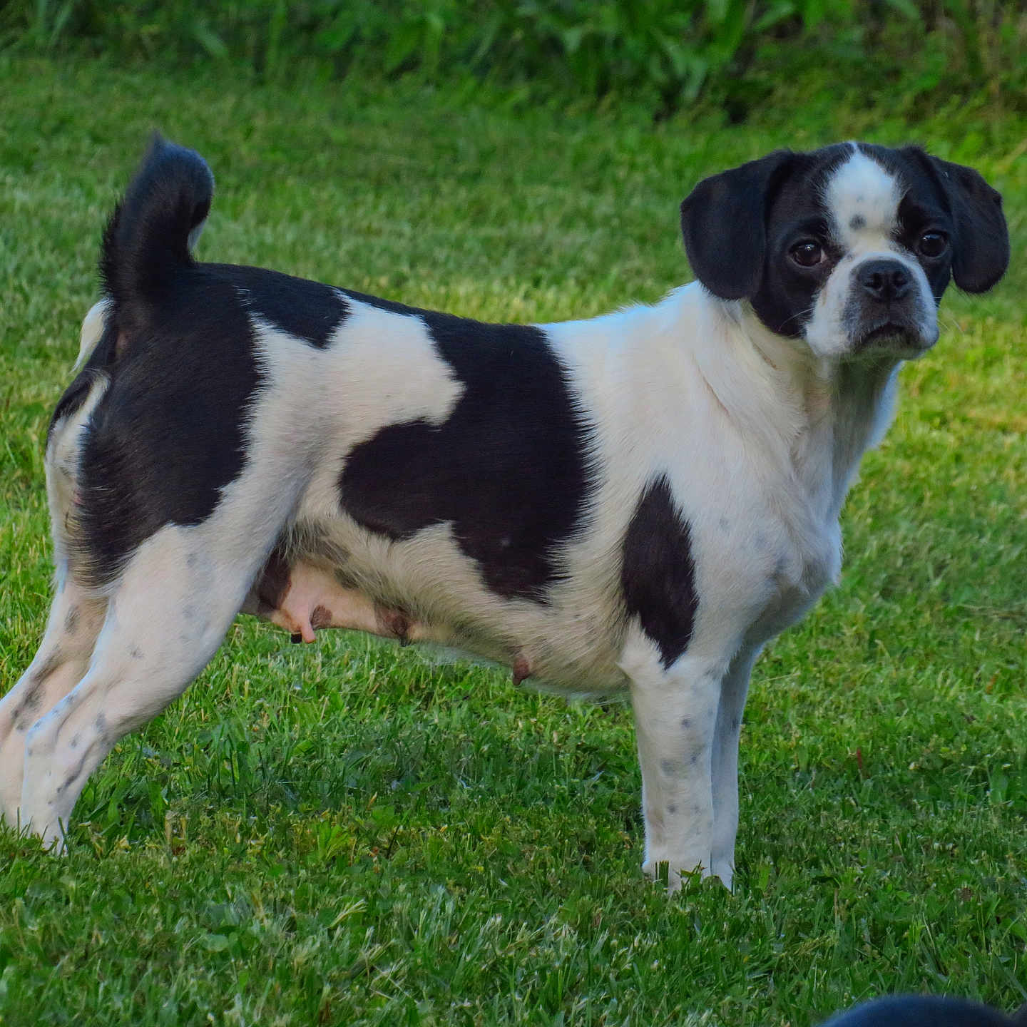 Maggie