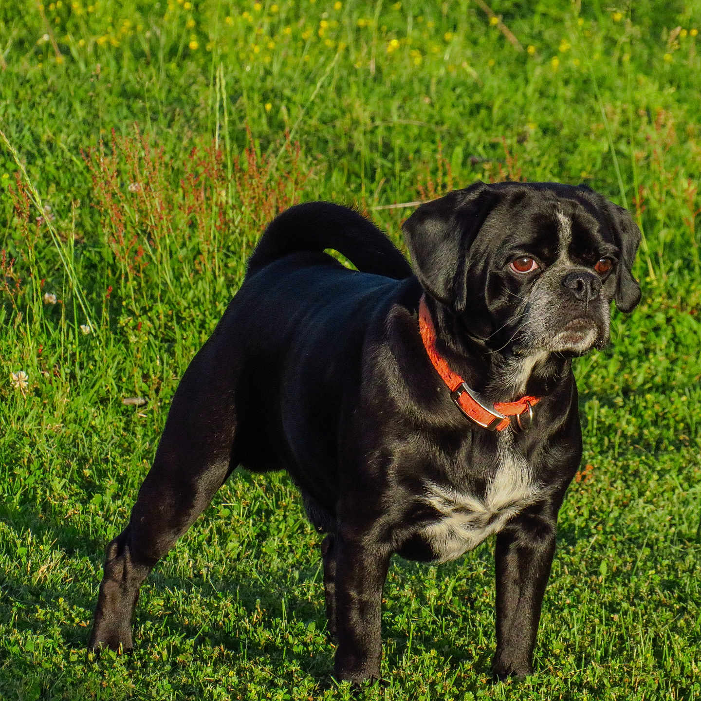 Pup Pup joined the competition — help win amazing prizes! animal, boxer, bulldog, canine, dog, field, frenchbulldog, grass, grassland, hound, labradorretriever, lawn, nature, outdoors, pet, pitbull, plant, pointer, pug, puppy