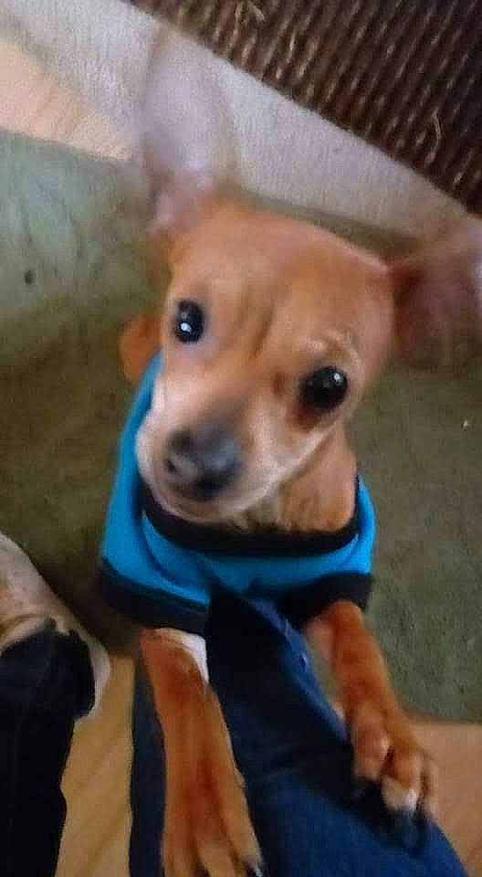 Scrappy Doo