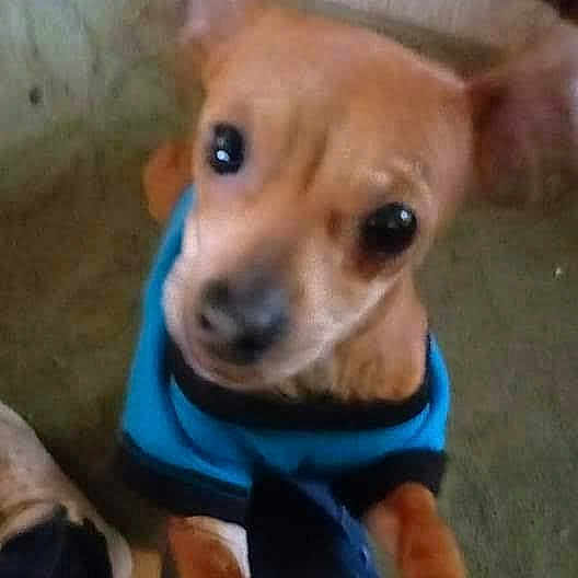Scrappy Doo