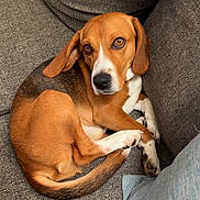 Max is registered to the contest to win money with this photo: dog, beagle, pet, canine, brown, white, couch, furniture, indoor, cozy, curled_up, looking_up, ears, paw, tail, blanket, home, relaxed, companion, animal
