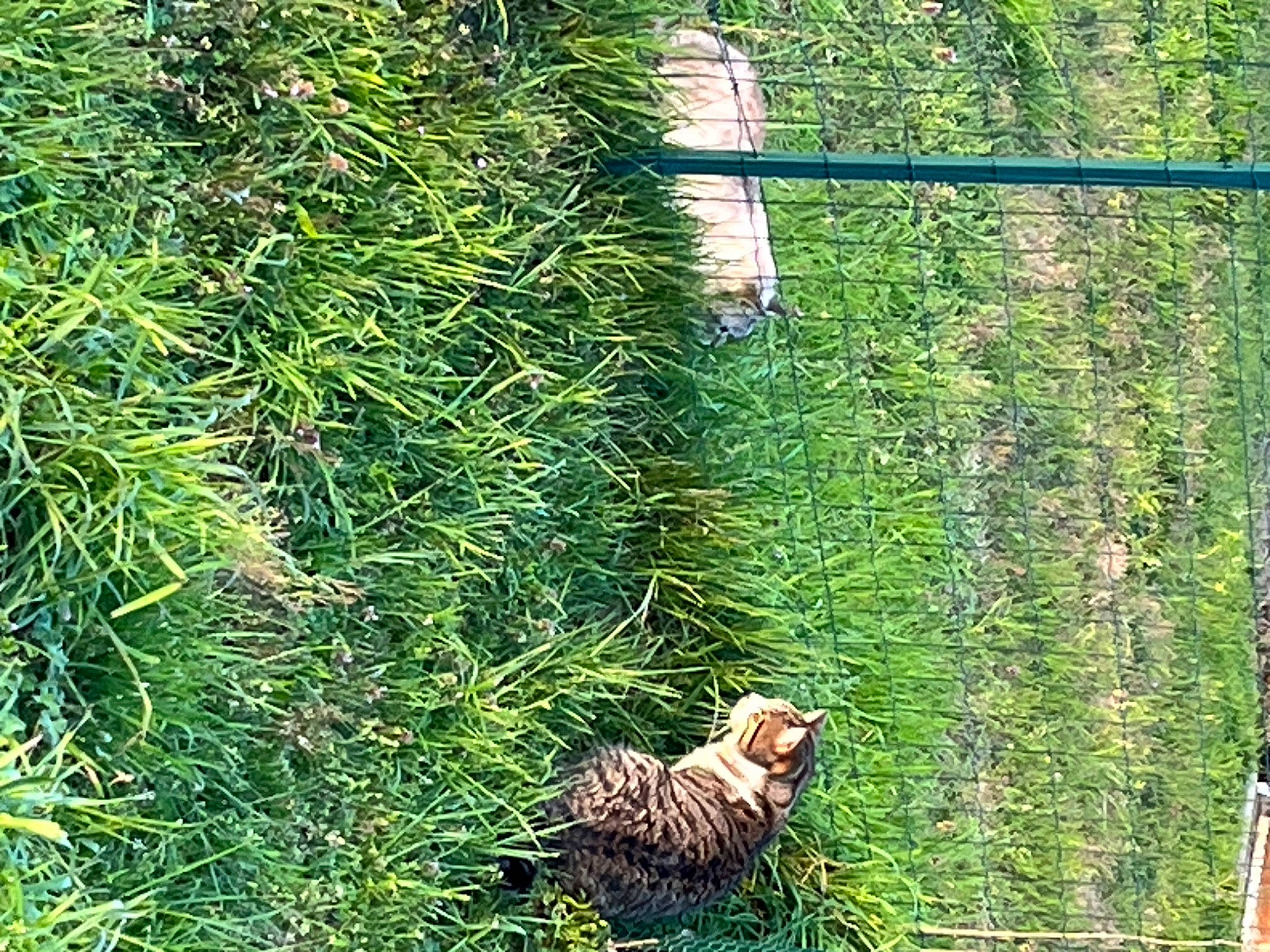 Stitch a rejoint le concours — aidez-le/la à gagner de superbes lots ! big_cats, carnivore, fawn, felidae, fur, grass, grass_family, grassland, groundcover, herb, landscape, non_vascular_land_plant, people_in_nature, plant, shrub, small_to_medium_sized_cats, tail, terrestrial_animal, terrestrial_plant, tree