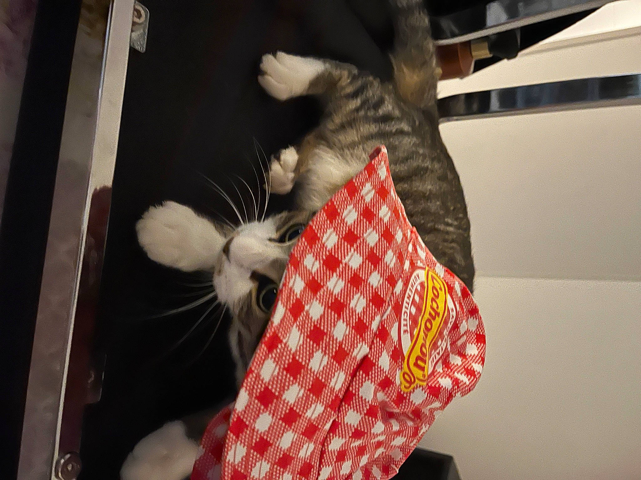 Stitch a rejoint le concours — aidez-le/la à gagner de superbes lots ! canidae, carmine, carnivore, cat, comfort, domestic_short_haired_cat, felidae, fur, fur_clothing, linens, pattern, room, small_to_medium_sized_cats, sporting_group, stuffed_toy, tail, tartan, teddy_bear, toy, whiskers