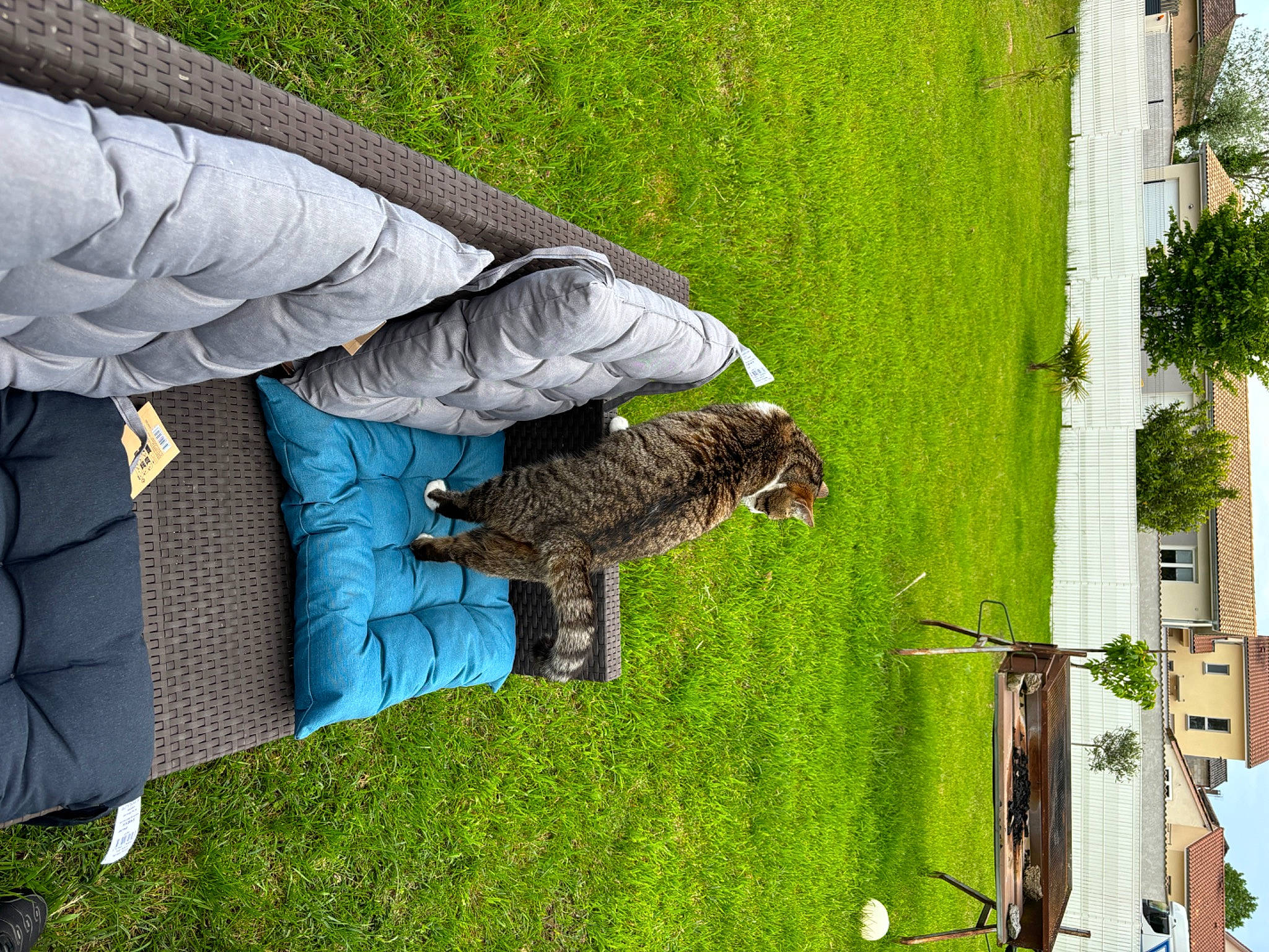 Stitch participe au concours pour gagner de l'argent avec cette photo : art, botany, electric_blue, garden, grass, groundcover, lawn, leaf, leisure, nature, pattern, plant, reptile, sculpture, terrestrial_animal, tree, trunk, vegetation, wing, wood