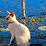 cat, pond, lily_pads, water, grass, nature, sunlight, animal, outdoor, reflection, plant, feline, black_and_white, sitting, calm, daylight, wildlife, collar, side_view, peaceful