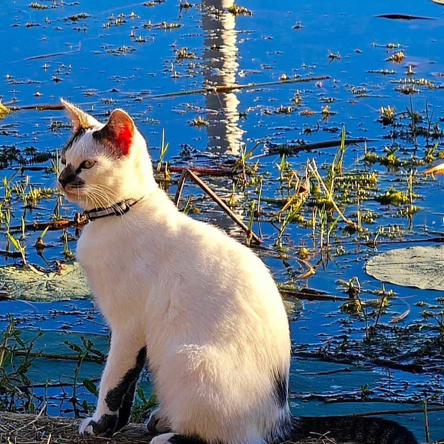 T.t joined the competition — help win amazing prizes! animal, black_and_white, calm, cat, collar, daylight, feline, grass, lily_pads, nature, outdoor, peaceful, plant, pond, reflection, side_view, sitting, sunlight, water, wildlife