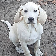 Daenerys joined the competition — help win amazing prizes! adorable, animal, canine, cute, dirt, dog, ears, friendly, fur, leaves, looking, mammal, nature, outdoor, pet, portrait, puppy, sitting, white_dog, young_dog