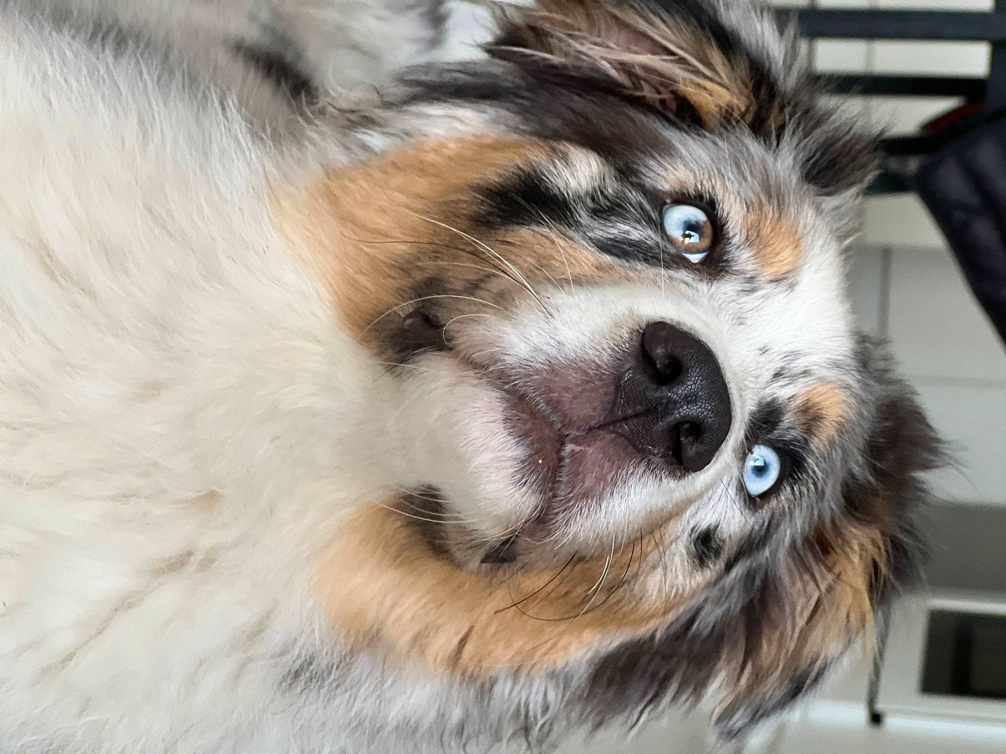 Railey participe au concours pour gagner de l'argent avec cette photo : ancient_dog_breeds, canidae, carnivore, companion_dog, dog, dog_breed, fawn, felidae, fur, miniature_australian_shepherd, non_sporting_group, paw, snout, sporting_group, terrestrial_animal, toy_dog, whiskers, wildlife, working_animal, working_dog