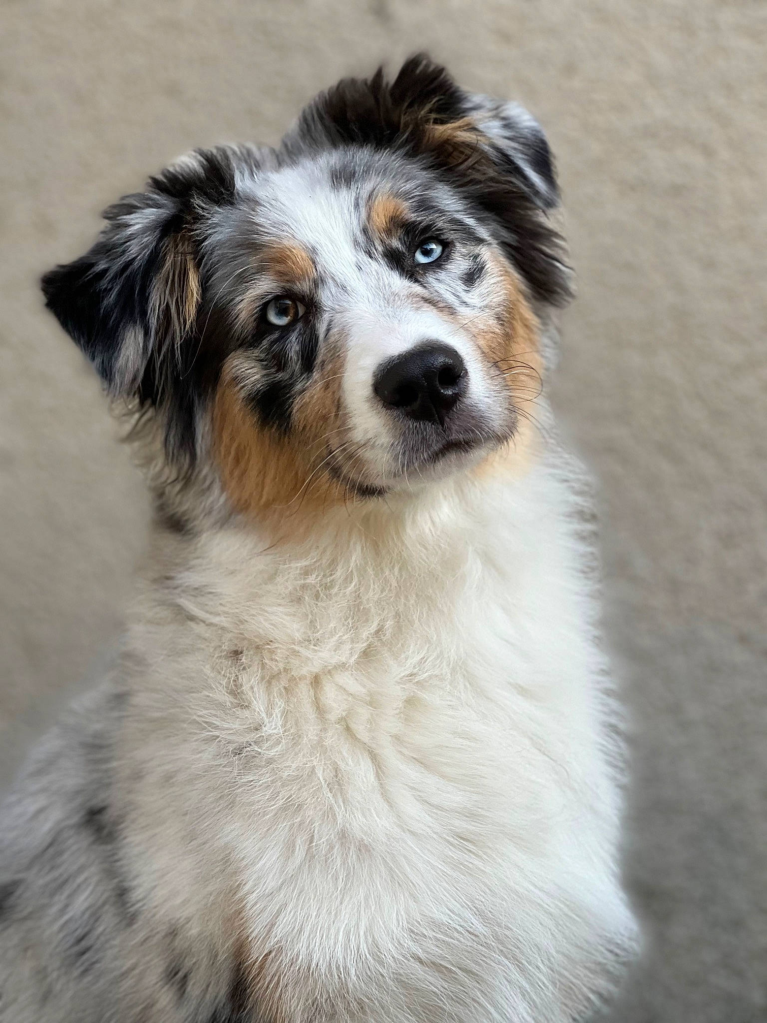 Railey participe au concours pour gagner de l'argent avec cette photo : ancient_dog_breeds, australian_collie, australian_shepherd, canidae, carnivore, companion_dog, dog, dog_breed, fur, herding_dog, plant, snout, sporting_group, terrestrial_animal, whiskers, working_animal, working_dog