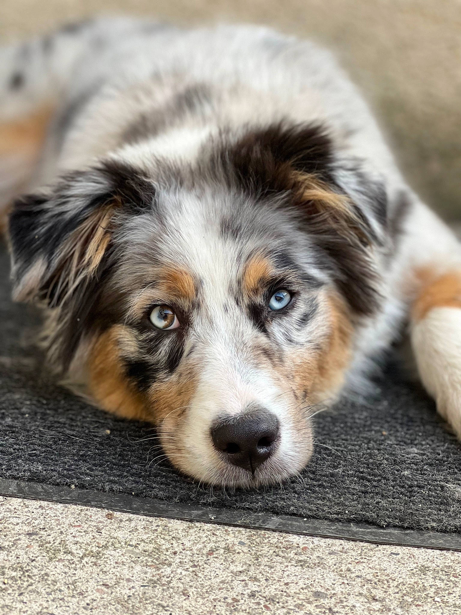 Railey participe au concours pour gagner de l'argent avec cette photo : australian_shepherd, ball, canidae, carnivore, companion_dog, dog, dog_breed, fur, herding_dog, plant, snout, sporting_group, terrestrial_animal, tree, whiskers, working_dog