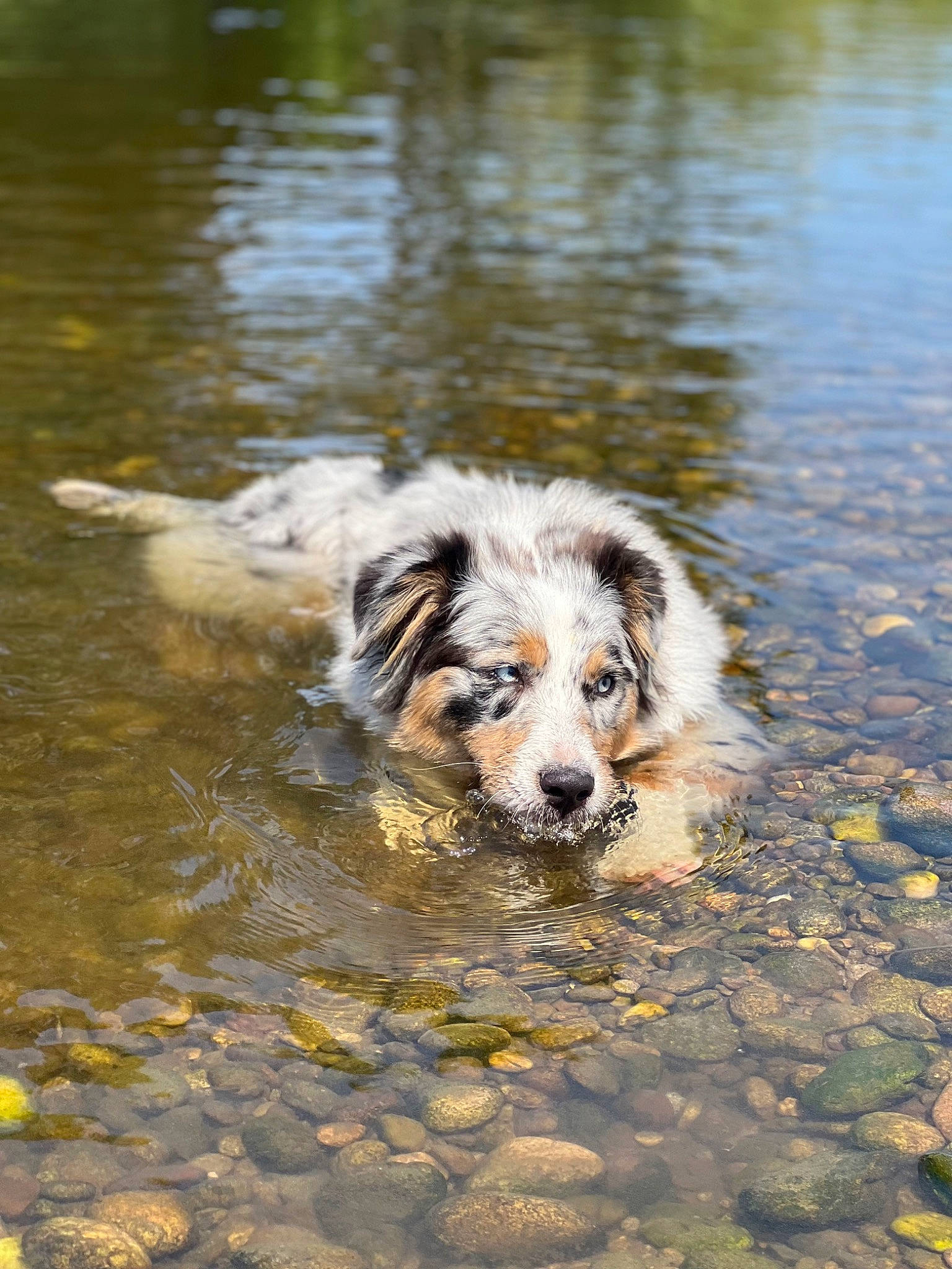 Railey participe au concours pour gagner de l'argent avec cette photo : carnivore, companion_dog, dog, dog_breed, herding_dog, hunting_dog, lake, ocean, plant, reflection, small_terrier, sporting_group, stream, terrier, water, wave, wind_wave, working_animal, working_dog