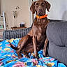 dog, brown_dog, orange_collar, blanket, floral_pattern, couch, living_room, lamp, wicker_chair, wall, indoor, pet, sitting, attentive, cozy, furniture, colorful, relaxed, home, domestic
