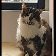Footix participe au concours pour gagner de l'argent avec cette photo : animal, cat, cozy, cute, domestic, ears, feline, floor, fluffy, fur, gray_and_white, indoor, looking, mouth_open, natural_light, pet, portrait, sitting, whiskers, window