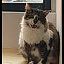 animal, cat, cozy, cute, domestic, ears, feline, floor, fluffy, fur, gray_and_white, indoor, looking, mouth_open, natural_light, pet, portrait, sitting, whiskers, window