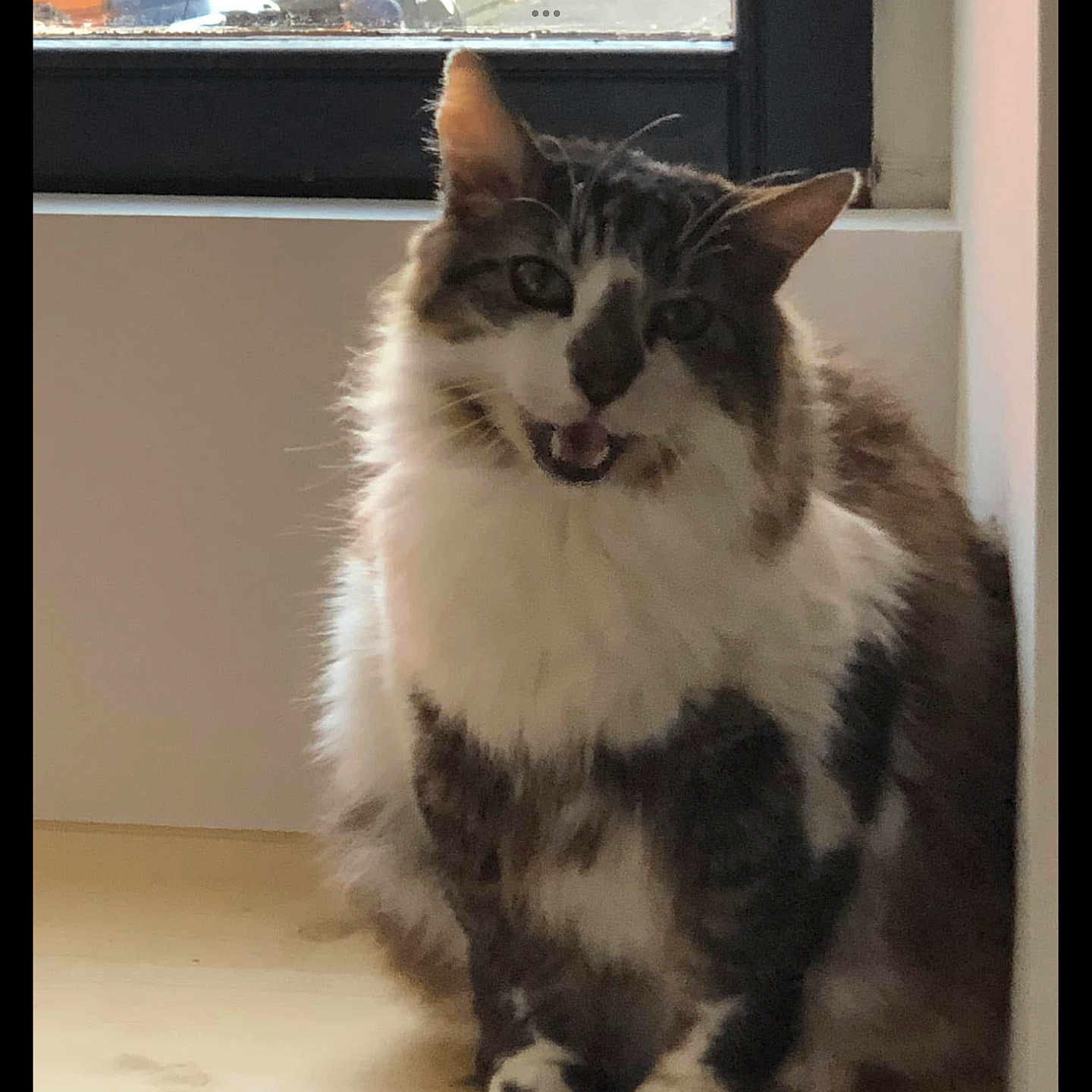 Footix participe au concours pour gagner de l'argent avec cette photo : animal, cat, cozy, cute, domestic, ears, feline, floor, fluffy, fur, gray_and_white, indoor, looking, mouth_open, natural_light, pet, portrait, sitting, whiskers, window