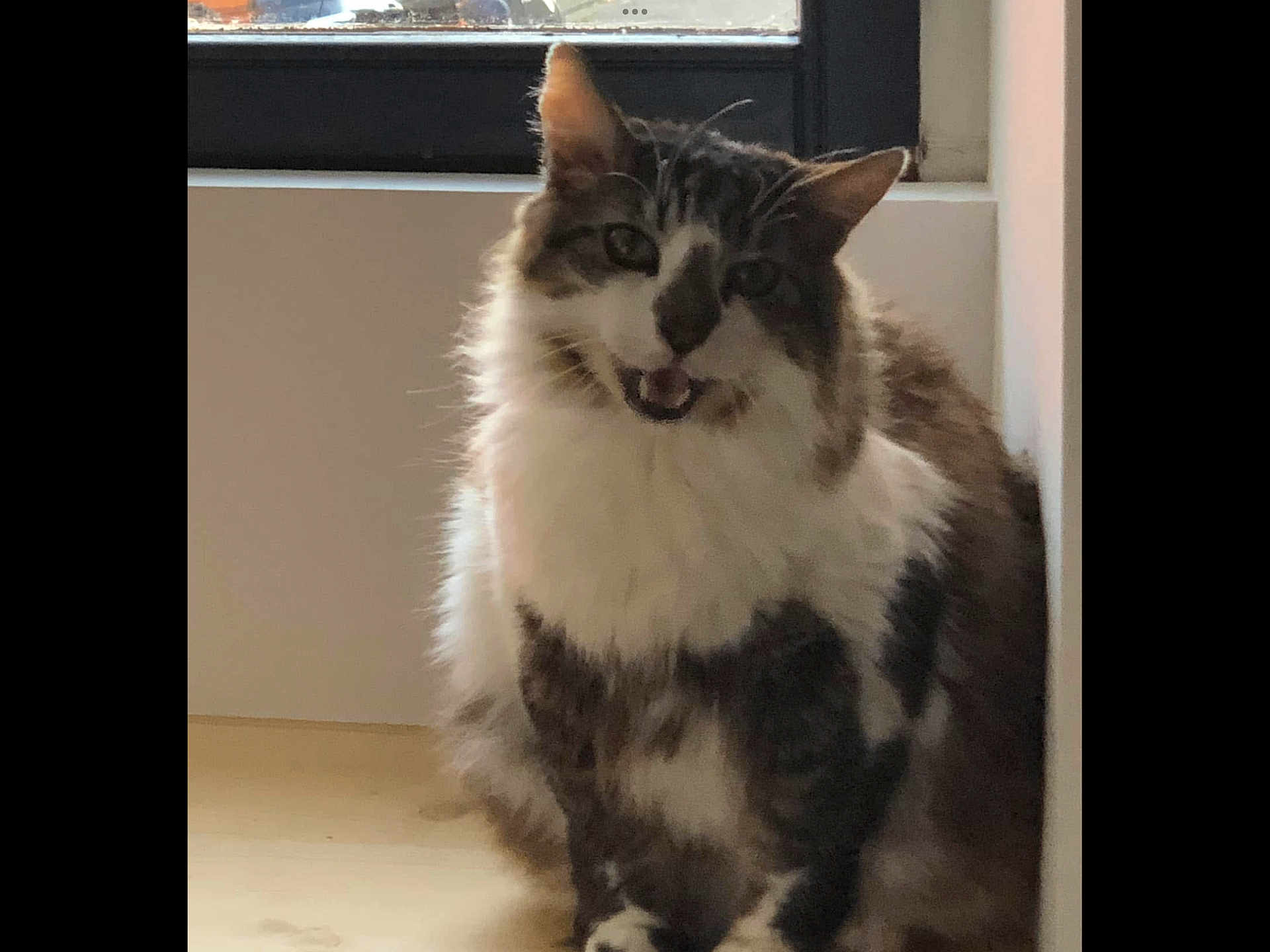 Footix participe au concours pour gagner de l'argent avec cette photo : animal, cat, cozy, cute, domestic, ears, feline, floor, fluffy, fur, gray_and_white, indoor, looking, mouth_open, natural_light, pet, portrait, sitting, whiskers, window