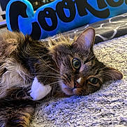 Cookies is registered to the contest to win money with this photo: animal, blue_pillow, carpet, cat, close_up, cozy, ears, eyes, fluffy_fur, fur_texture, home, indoor, lying_down, pet, plush_pillow, relaxed, tabby_cat, text, whiskers, white_paws
