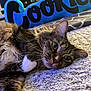 animal, blue_pillow, carpet, cat, close_up, cozy, ears, eyes, fluffy_fur, fur_texture, home, indoor, lying_down, pet, plush_pillow, relaxed, tabby_cat, text, whiskers, white_paws