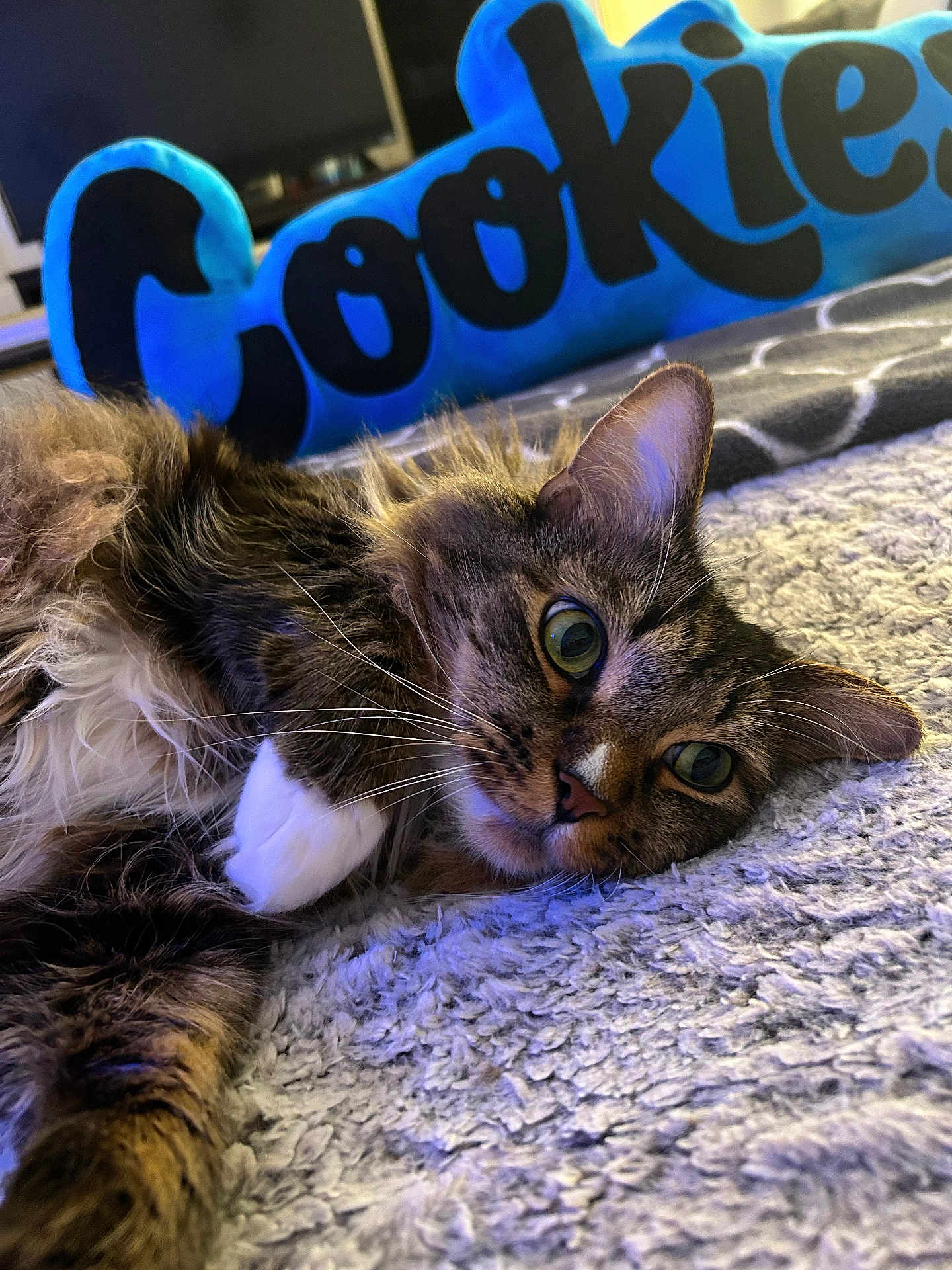 Cookies is registered to the contest to win money with this photo: animal, blue_pillow, carpet, cat, close_up, cozy, ears, eyes, fluffy_fur, fur_texture, home, indoor, lying_down, pet, plush_pillow, relaxed, tabby_cat, text, whiskers, white_paws