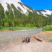 Blue a rejoint le concours — aidez-le/la à gagner de superbes lots ! dog, french_bulldog, river, rocks, forest, trees, mountains, blue_sky, outdoor, nature, water, shallow_water, reed, log, sunny, daytime, pet, animal, landscape, wilderness
