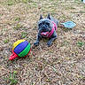 Blue participe au concours pour gagner de l'argent avec cette photo : dog, french_bulldog, grass, outdoor, pet, ball, toy, pink_harness, playful, dry_grass, water_bowl, animal, canine, summer, nature, tongue_out, front_paws, closeup, resting, happy