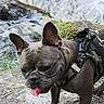 Blue a rejoint le concours — aidez-le/la à gagner de superbes lots ! dog, french_bulldog, panting, harness, camouflage, outdoor, rock, moss, water, nature, pet, animal, tongue_out, closeup, walking, ground, ears, fur, canine, daylight