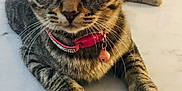 Nala is registered to the contest to win money with this photo: cat, tabby_cat, pet, collar, bell, whiskers, paws, marble_table, feline, close_up, big_eyes, ears, fur, indoor, portrait, curious, sitting, home, adorable, table