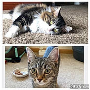 Nala joined the competition — help win amazing prizes! cat, kitten, two_cats, tabby, longhair, carpet, indoor, pet, whiskers, ears, green_eyes, close_up, lying_down, curious, food_bowl, home_interior, mixgram_logo, domestic_animal, portrait, playful