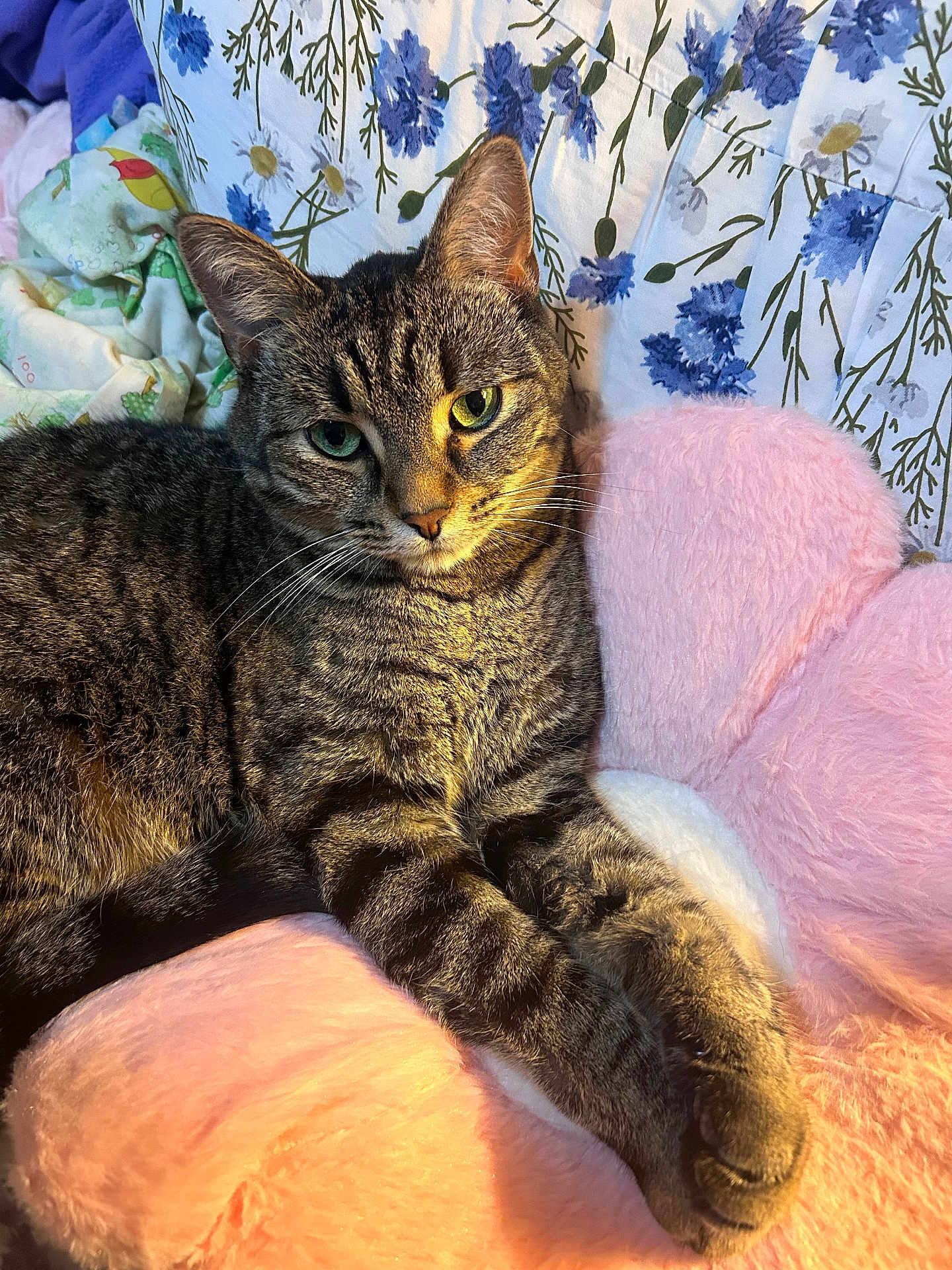 Nala is registered to the contest to win money with this photo: cat, tabby_cat, pet, feline, fur, whiskers, green_eyes, paws, stripes, pink_pillow, fluffy_pillow, floral_bedding, blanket, bedroom, cozy, indoor, close_up, portrait, relaxed, nap_time