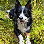 Pia a rejoint le concours — aidez-le/la à gagner de superbes lots ! dog, border_collie, forest, moss, greenery, wet_paws, nature, outdoor, canine, happy, animal, pet, fur, ears, tongue, smiling, plant, leaf, ground, wild