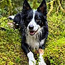 dog, border_collie, forest, moss, greenery, wet_paws, nature, outdoor, canine, happy, animal, pet, fur, ears, tongue, smiling, plant, leaf, ground, wild