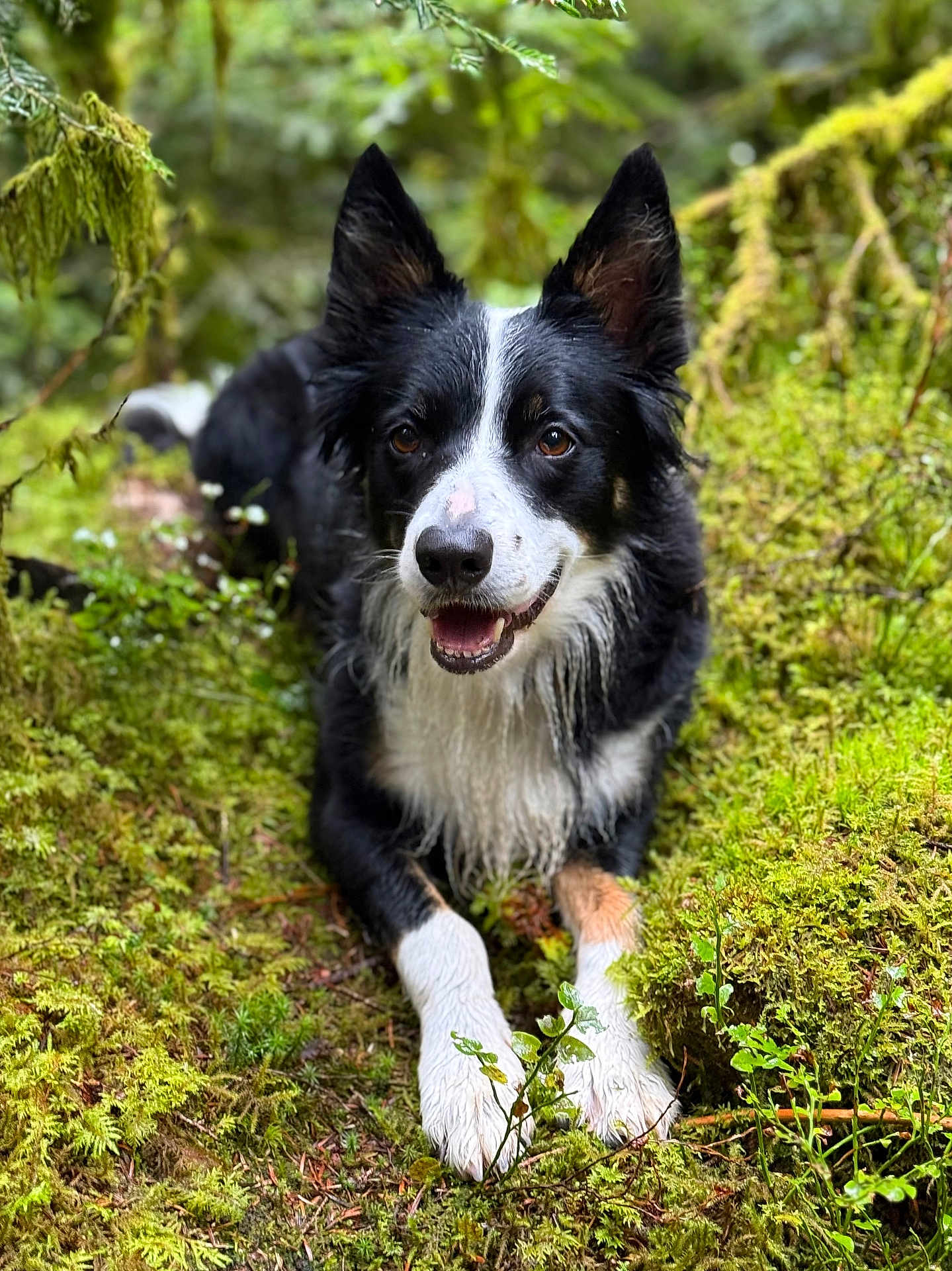 Pia