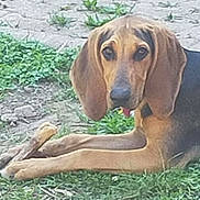 Venus a rejoint le concours — aidez-le/la à gagner de superbes lots ! dog, animal, grass, outdoor, pet, canine, ears, stick, nature, laying_down, brown, black, snout, paws, relaxed, daylight, ground, curious, muzzle, portrait