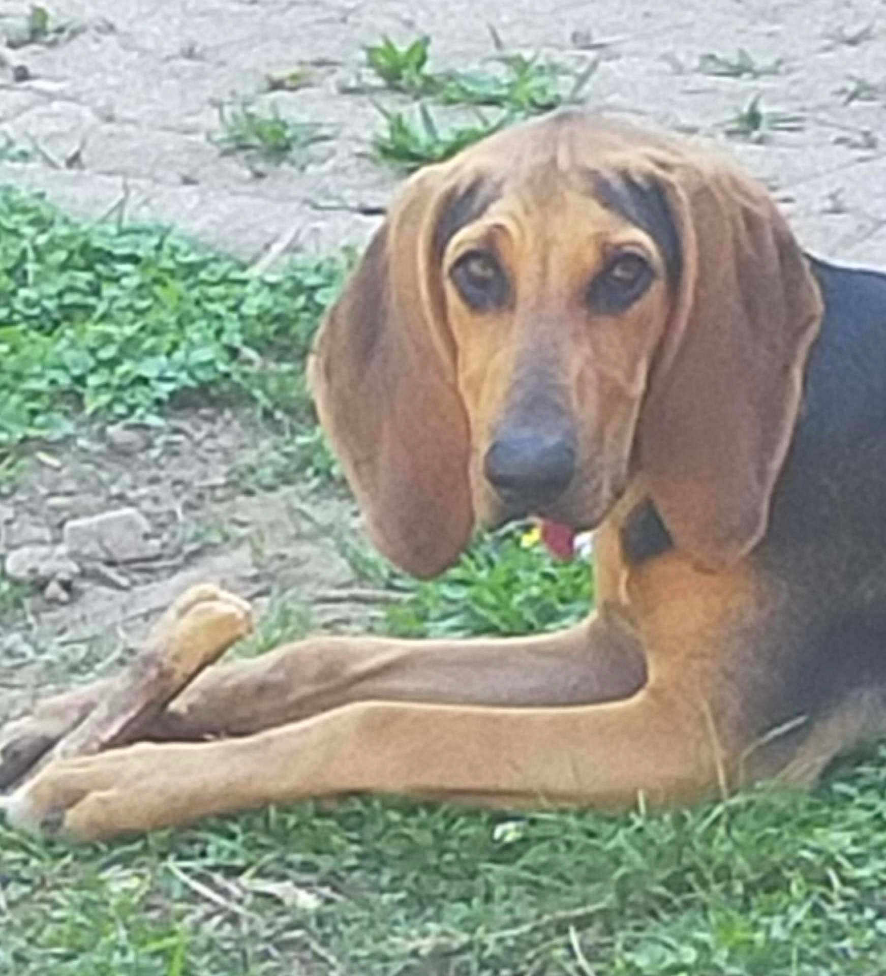 Venus a rejoint le concours — aidez-le/la à gagner de superbes lots ! dog, animal, grass, outdoor, pet, canine, ears, stick, nature, laying_down, brown, black, snout, paws, relaxed, daylight, ground, curious, muzzle, portrait