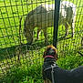 Venus a rejoint le concours — aidez-le/la à gagner de superbes lots ! dog, horse, fence, grass, outdoor, leash, collar, animal, pet, grazing, sunlight, field, greenery, nature, daytime, curious, mammal, domestic_animal, pasture, metal_fence