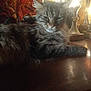 cat, tabby, feline, animal, pet, fur, whiskers, trophy, wooden_surface, indoors, sleepy, cozy, vintage, decor, relaxed, mammal, closeup, face, ears, ambient_light