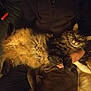 cat, tabby, fluffy, sleeping, pet, animal, indoor, person, hands, blanket, cozy, resting, fur, comfort, domestic, mammal, cute, relaxing, warm, companion
