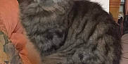 Harald participe au concours pour gagner de l'argent avec cette photo : cat, tabby, fluffy, sitting, indoor, couch, cushion, furniture, pet, animal, fur, whiskers, ears, tail, home, relaxed, portrait, mammal, feline, expression