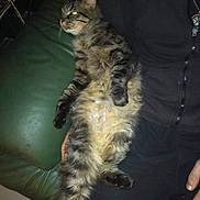 Harald participe au concours pour gagner de l'argent avec cette photo : animal, black_clothing, cat, clothing, couch, domestic_animal, feline, flash, fur, green_couch, hand, indoor, lying_down, paw, person, pet, relaxed, tabby, tail, whiskers