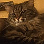 Harald participe au concours pour gagner de l'argent avec cette photo : cat, tabby, close_up, fluffy, fur, whiskers, animal, pet, relaxed, indoor, sleepy, face, nose, ears, comfort, cozy, brown, striped, mammal, resting